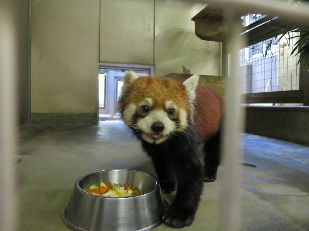 まめたろう、デビューします☆の写真