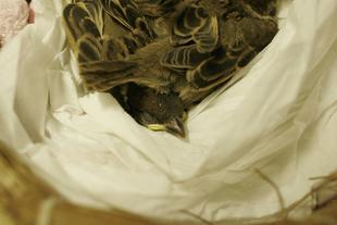 スズメの雛、その後