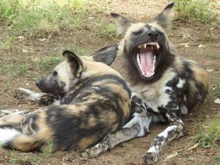 くらべてみました