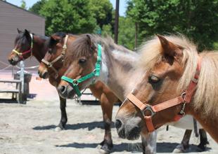誰に乗れるかは・・・??