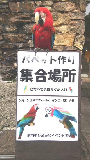 オウム・インコDAY!!!