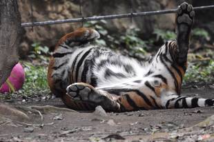 パントムとボール・・・②