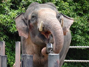 ラスクマルのお気に入り