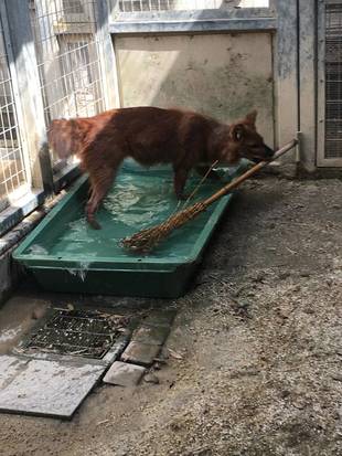 ケーシーのおもちゃ