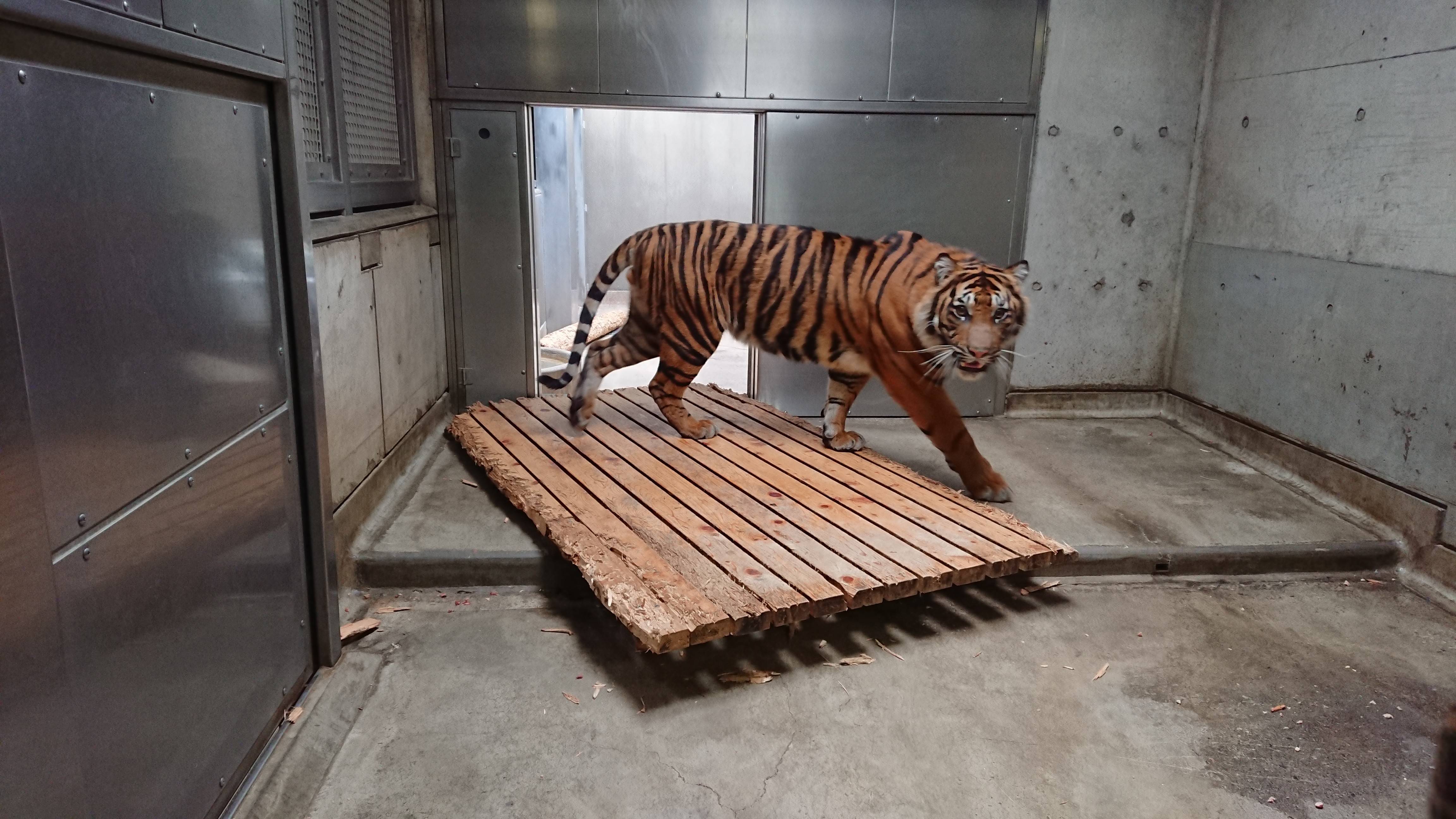 悪戯坊主の写真