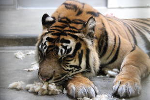 新たな物体・・・③