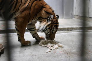 新たな物体・・・②