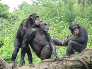 梅雨のチンパンジー