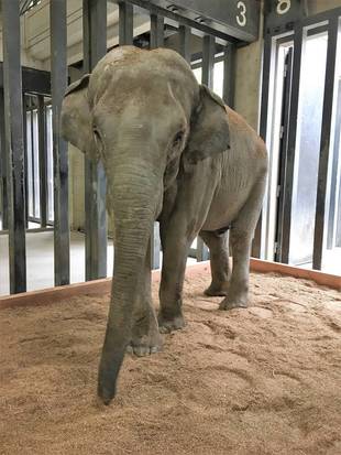 シュリーの部屋におが粉を敷いています。