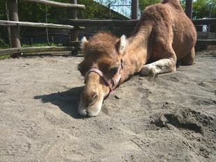 世界ラクダの日！？