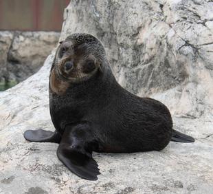 さようならキュウタロウ