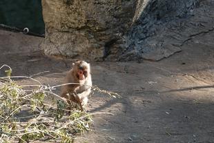 ニホンザルすくすく成長期⑬