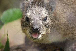 ハイラックスからのお知らせ