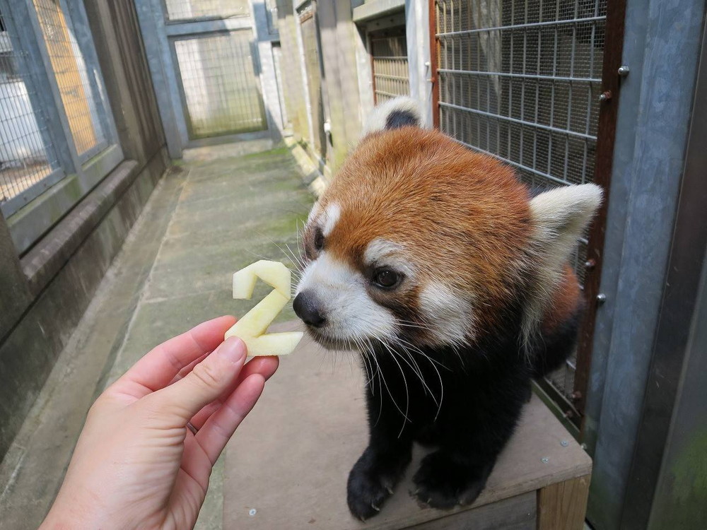まめたろう2歳☆の写真