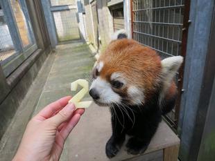 まめたろう2歳☆