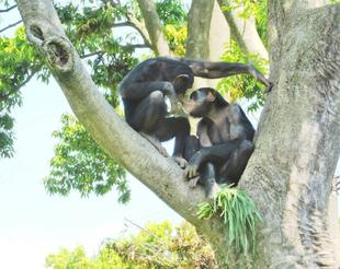 ニラ祭りやりました。
