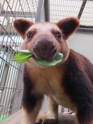 キノボリカンガルーの夏