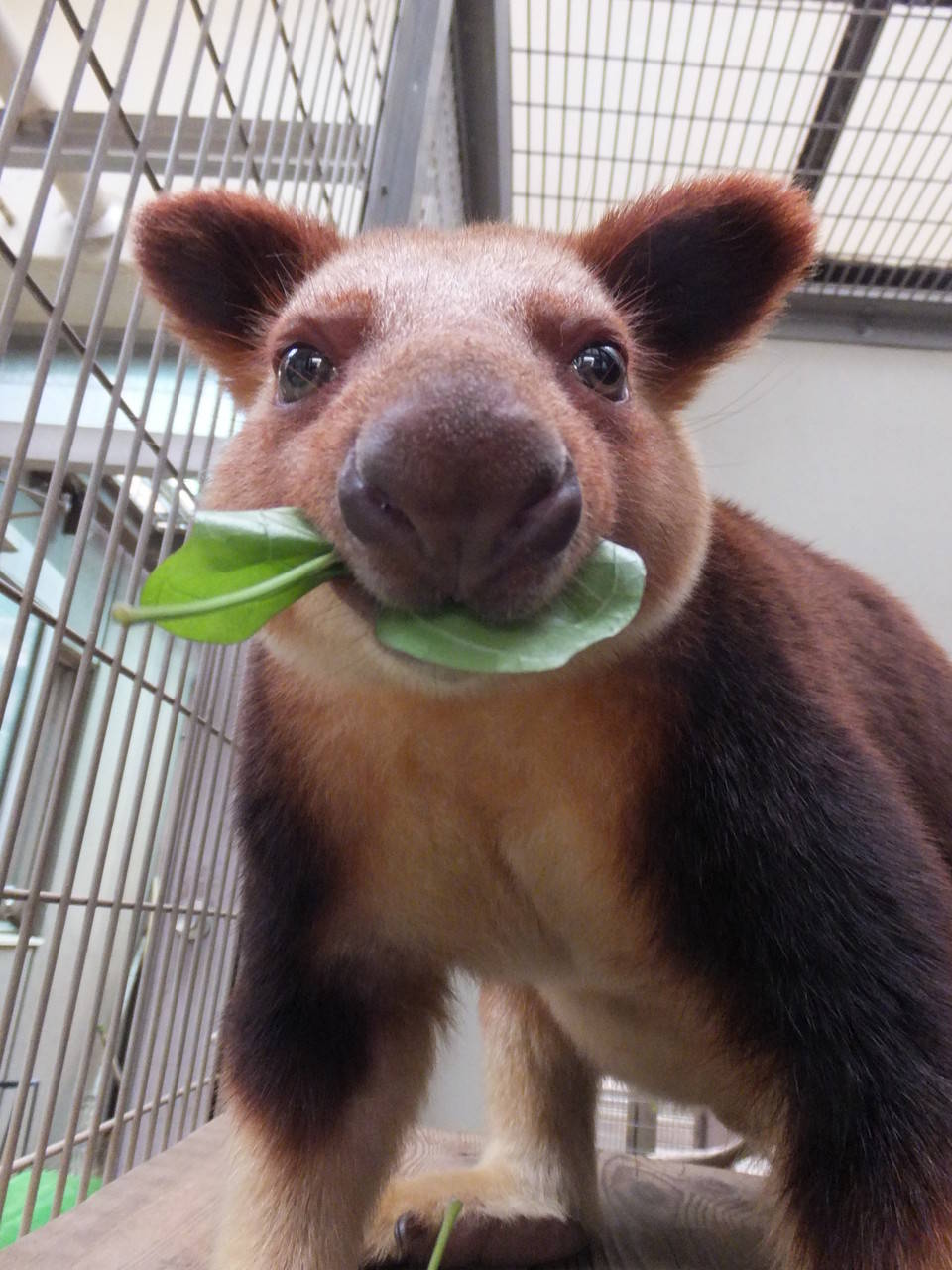 キノボリカンガルーの夏の写真