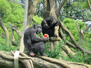 チンパンジーお祭り報告会 ～7月～
