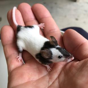 パンダマウスの密着取材