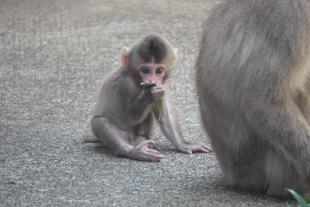 ニホンザル子育て日記①