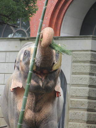 七夕だぞう☆（ラスクマル編）