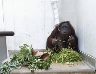 オランウータンのナナです。