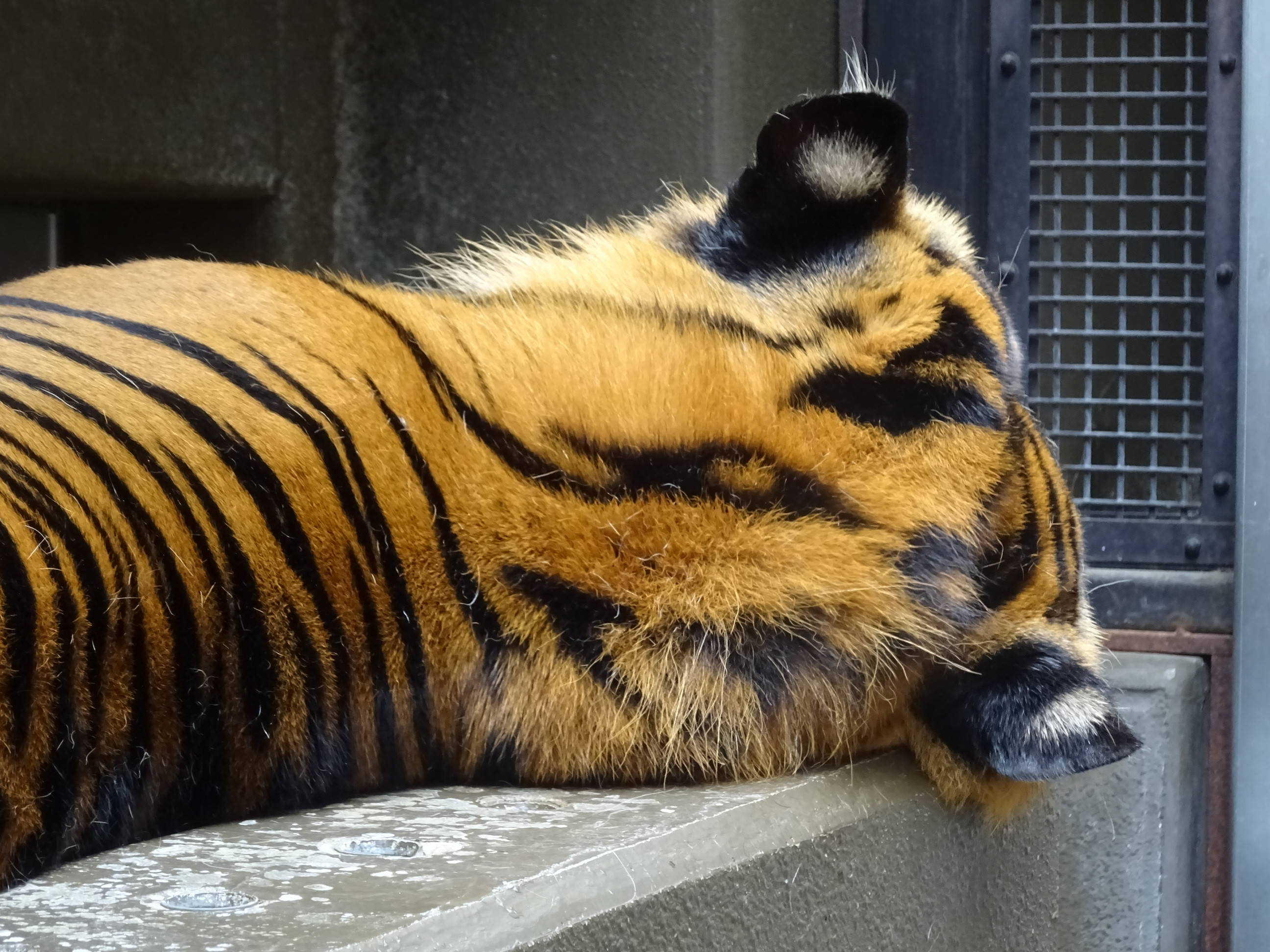 サブ運動場での過ごし方・・・③の写真