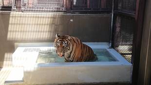 デルの入水・・・②