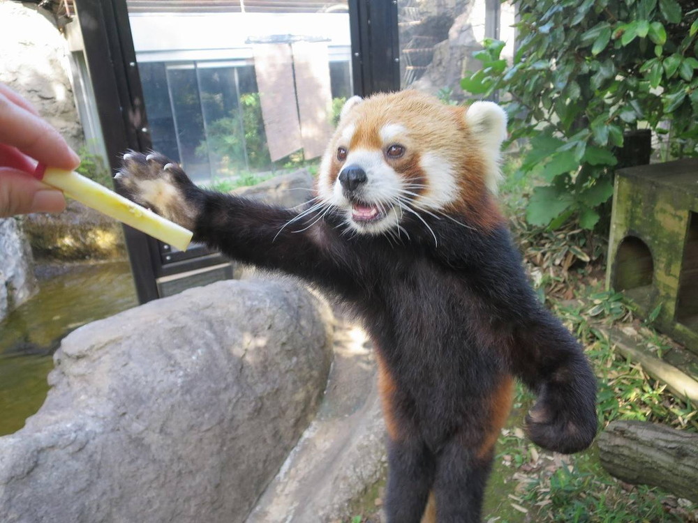 イチゴ6歳♪♪♪の写真