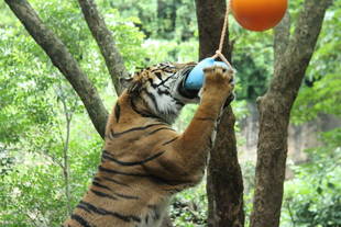カリの誕生日をお祝いしました!(^^)!・・・①