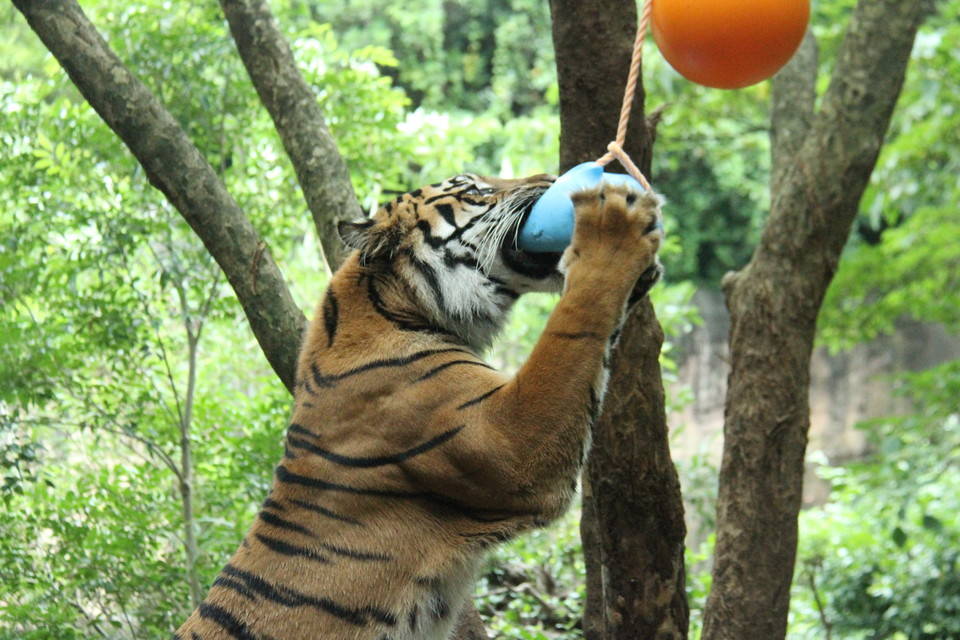 カリの誕生日をお祝いしました!(^^)!・・・①の写真