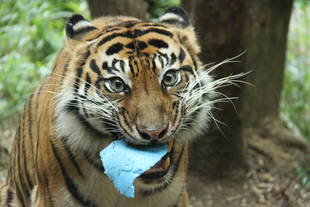 カリの誕生日をお祝いしました!(^^)!・・・②