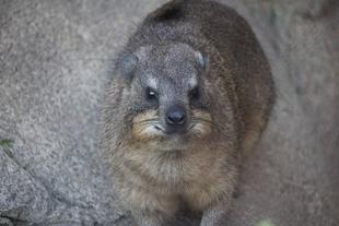 ハイラックスのポテチ、京都へ‼