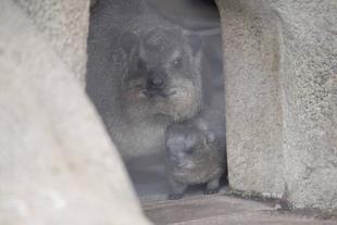 テテとリーラ無事出産しました！