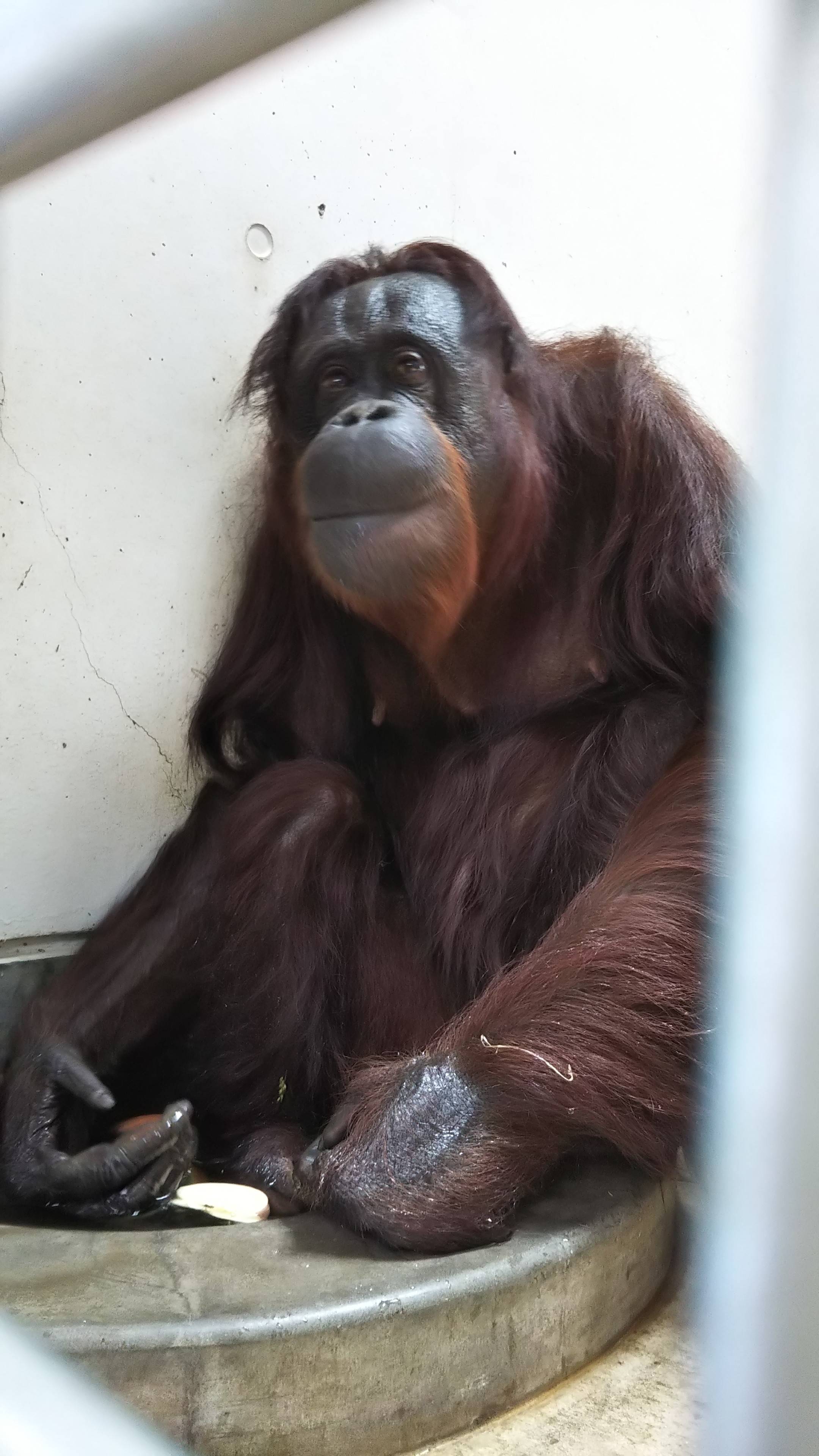 ボルネオオランウータンの夏の過ごし方~ナナ編~の写真