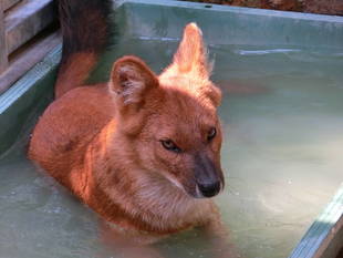 ケーシー展示場デビュー予告☆
