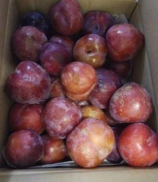 ニューフェイス