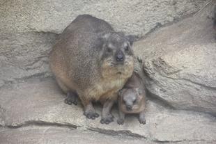 ちびラックスまもなく生後2か月！