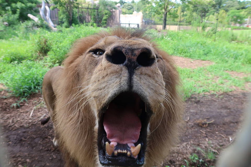 採血トレーニング始めましたの写真