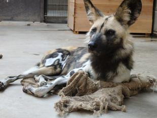 さようならタフィー