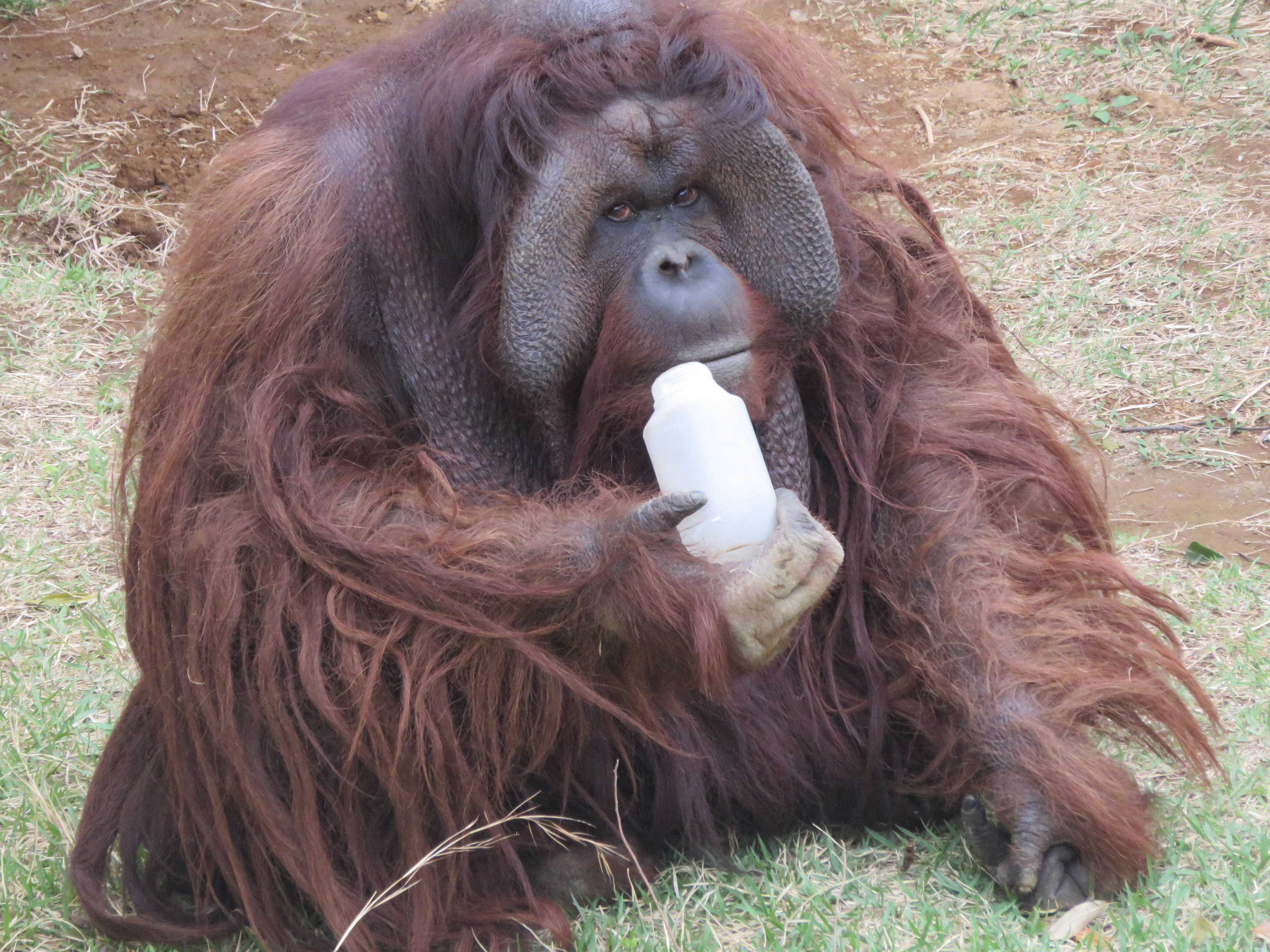 オランウータンのロビンのこだわりの写真