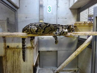ウンピョウの休息姿(タヤの場合)