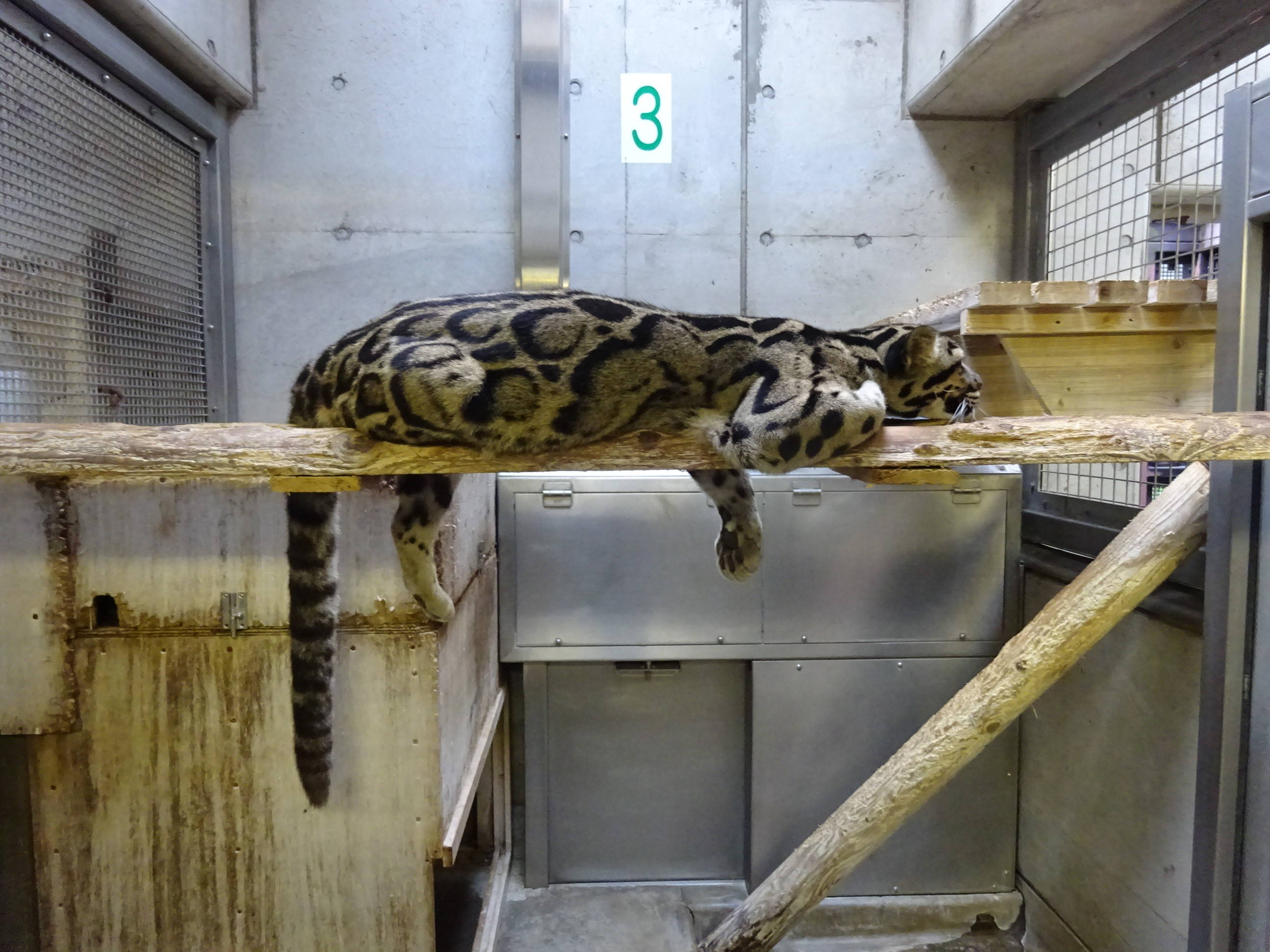 ウンピョウの休息姿(タヤの場合)の写真
