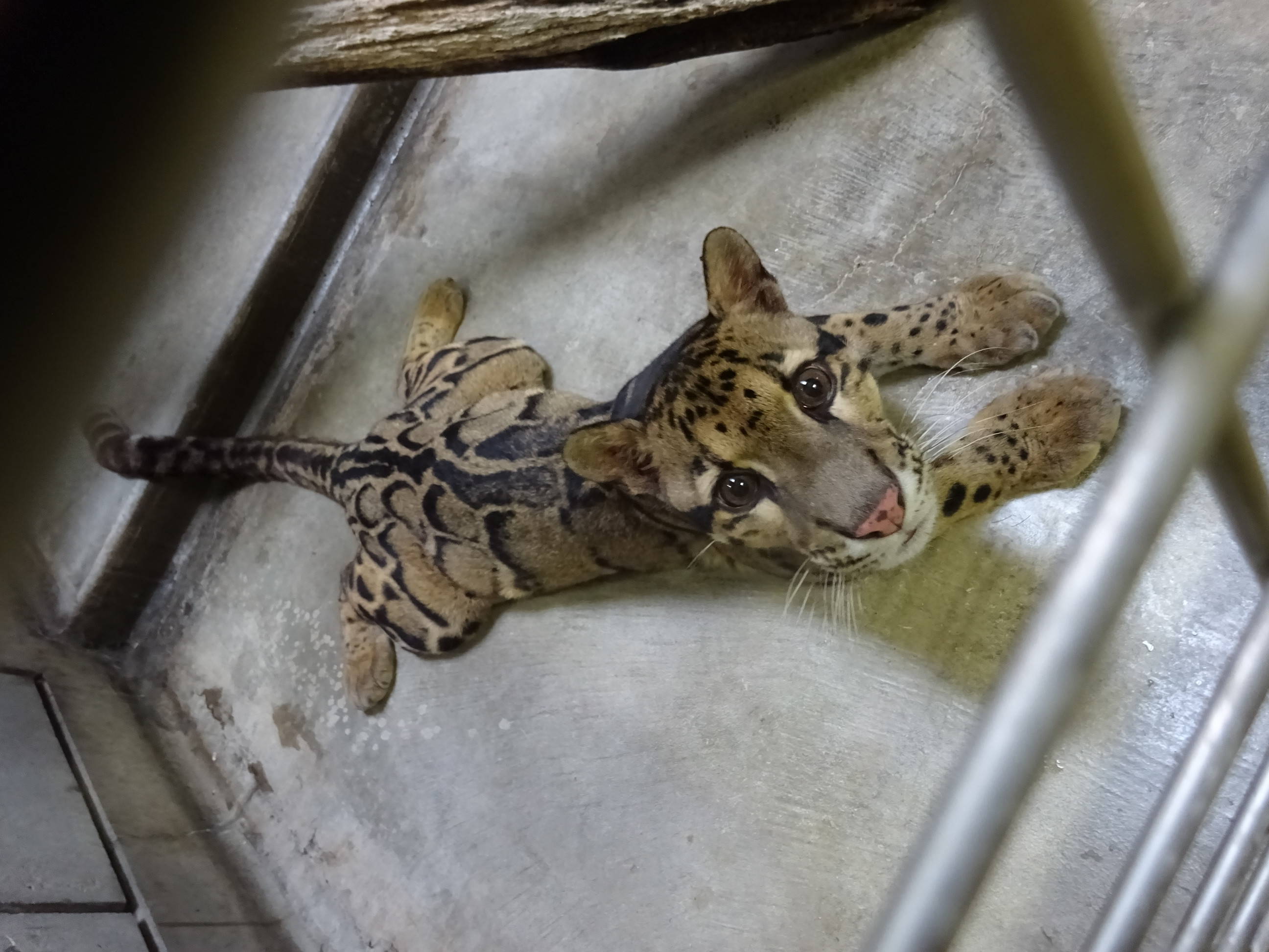 ウンピョウの休息姿(スパイダーの場合)の写真