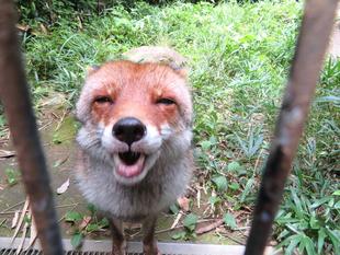 おひるのりんご