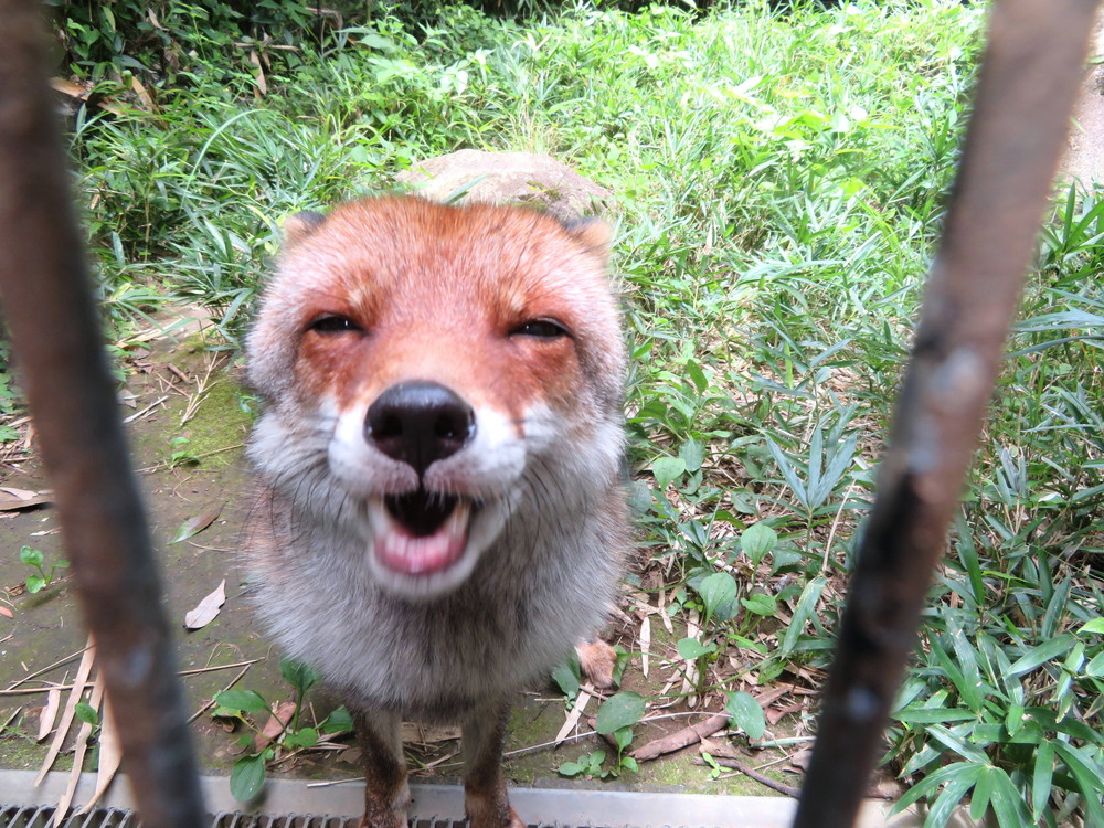 おひるのりんごの写真