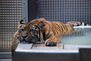 プールに入るカリ