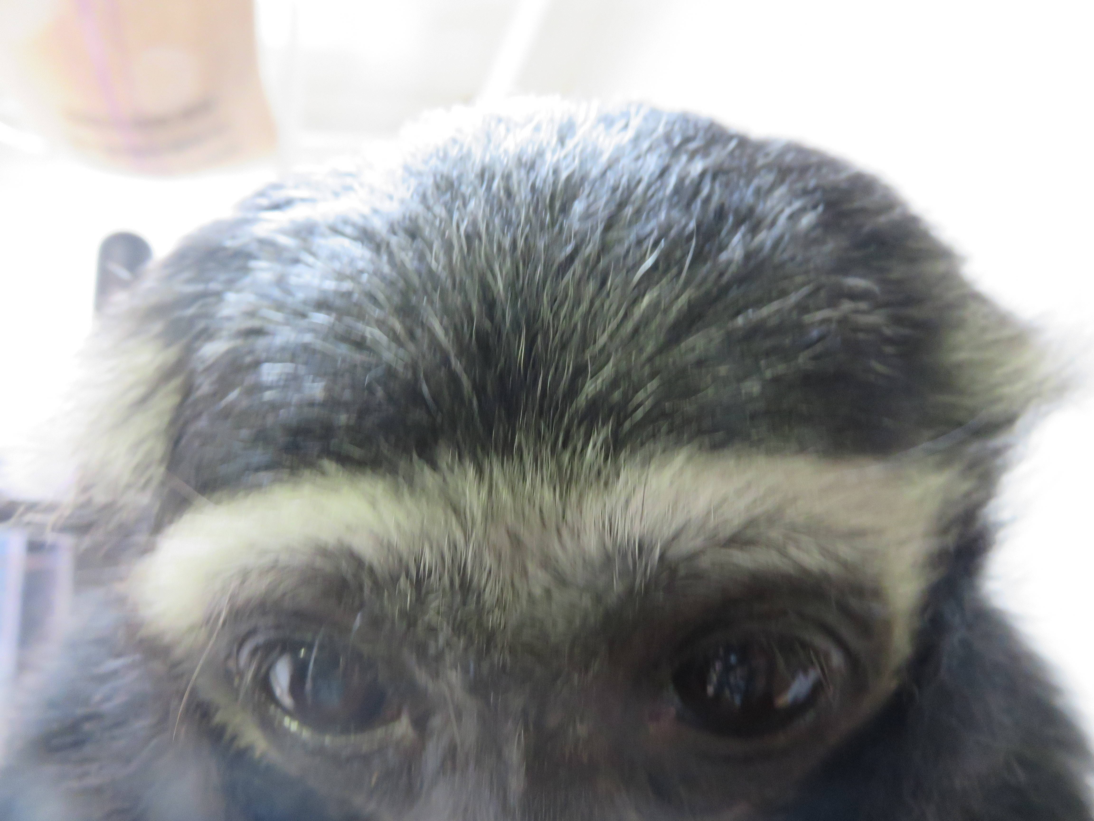 テナガザルの写真が難しい理由の写真