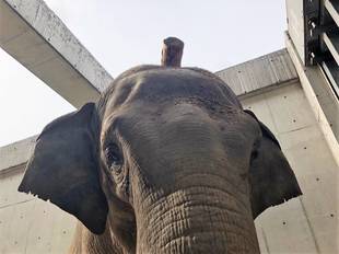 シュリーの特技？